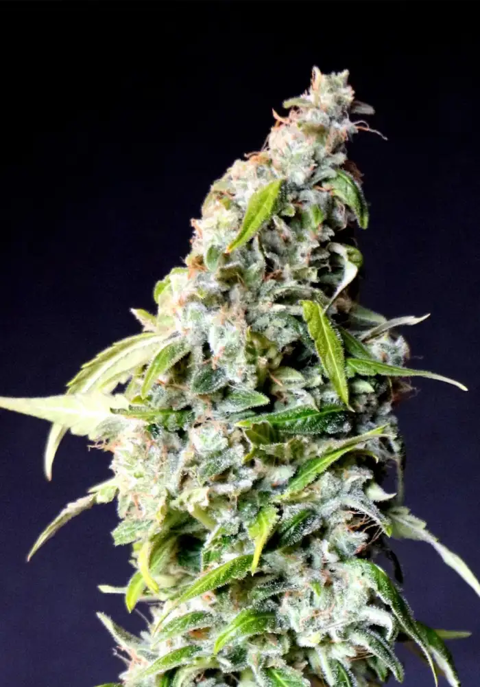 Speedy Boom Auto