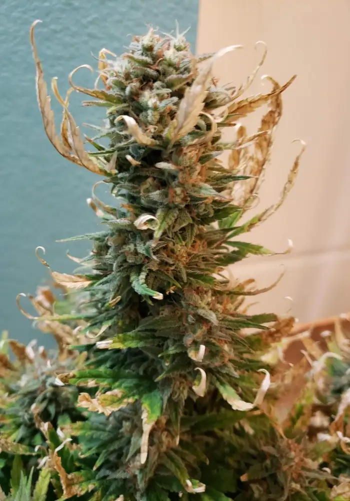Super Kush