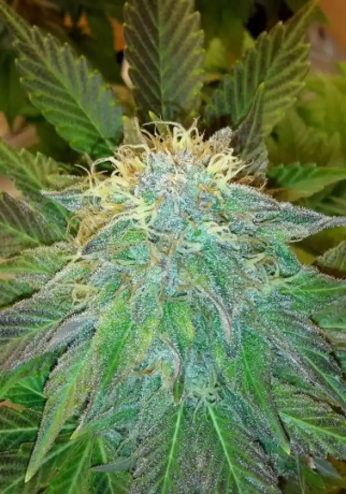 Bubblelicious Auto