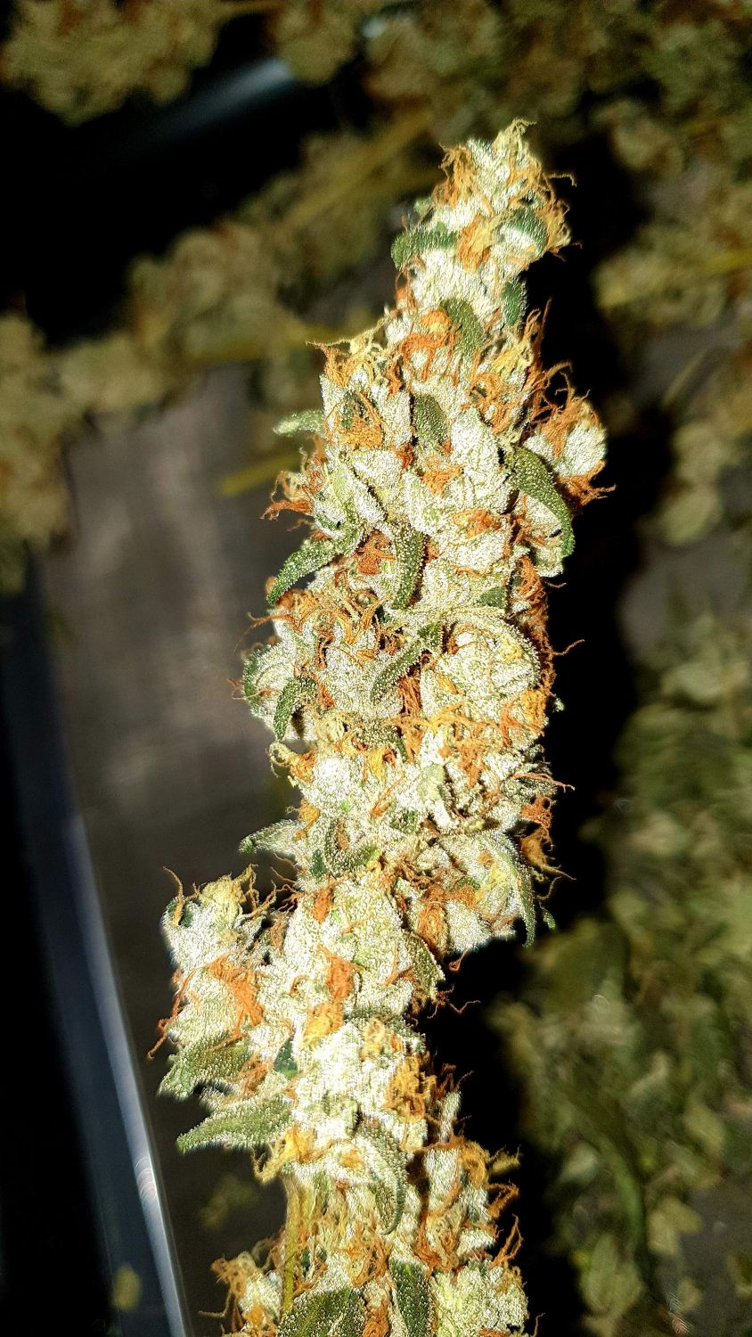 Animal Cookies x OG BadAzz Strain Info / Animal Cookies x OG BadAzz