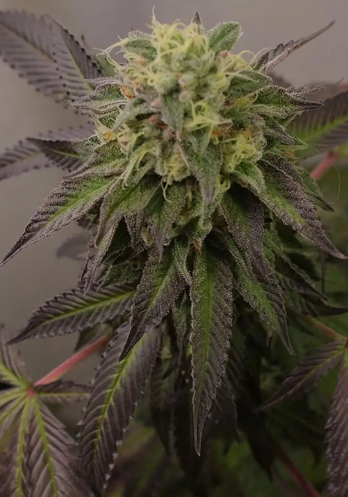 Animal Cookies x OG BadAzz