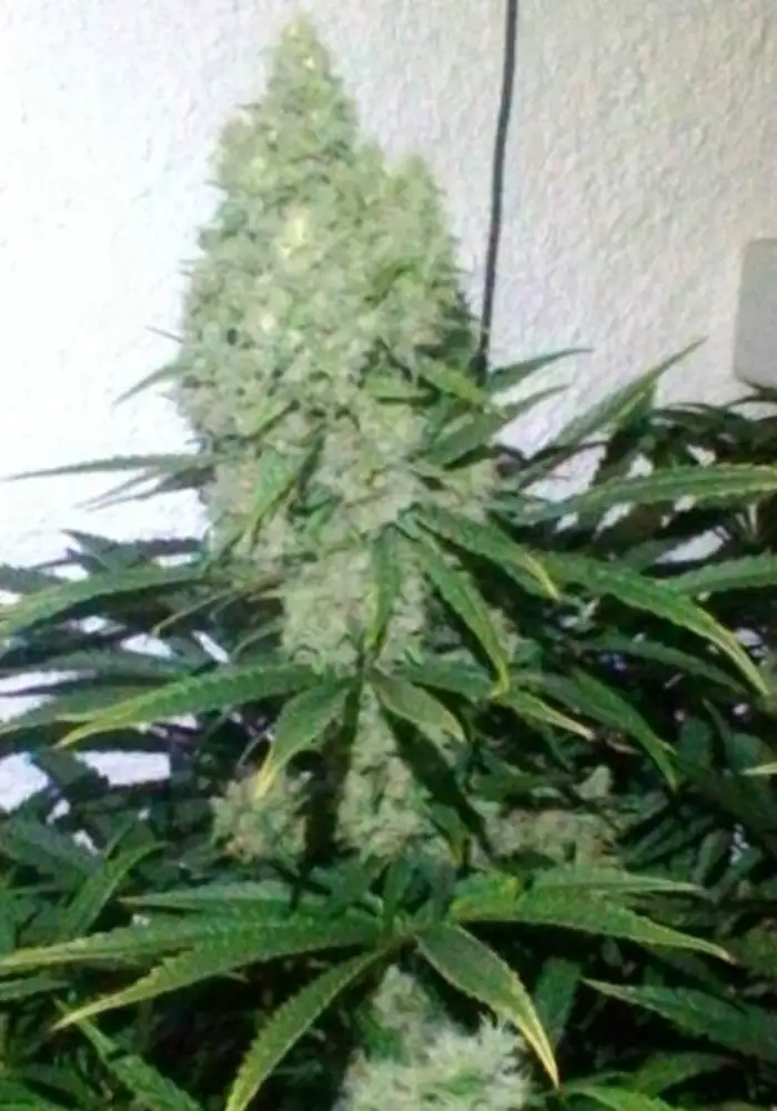 Zupreme