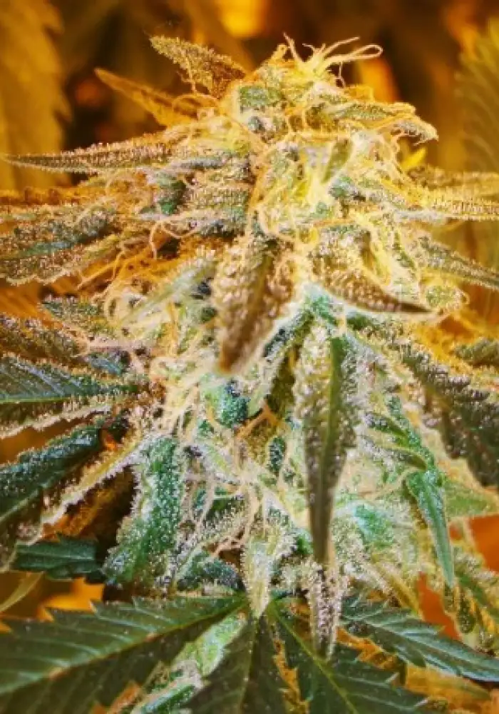 Northern Light Auto