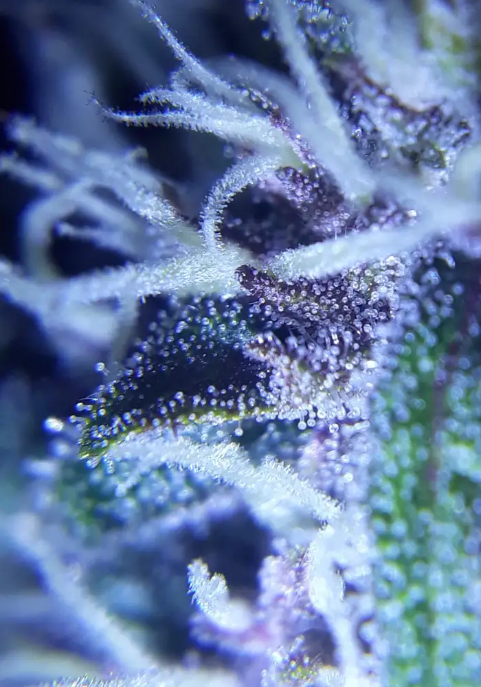 Gorilla Auto