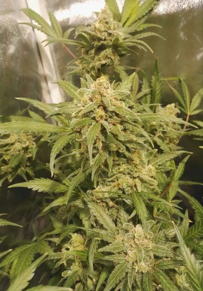 Critical Auto