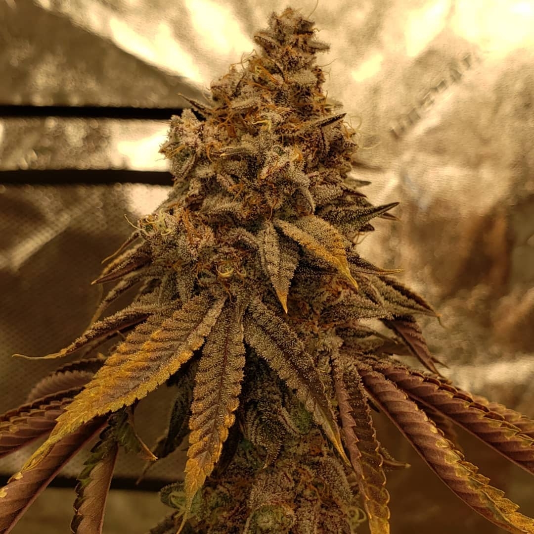 LA Kush Cake Strain Info / LA Kush Cake Weed By Seed Junky