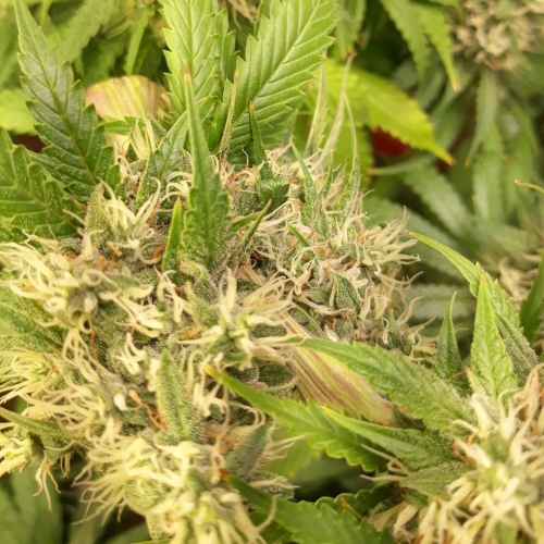 Vanilla Frosting Strain Info / Vanilla Frosting Weed By Tastebudz