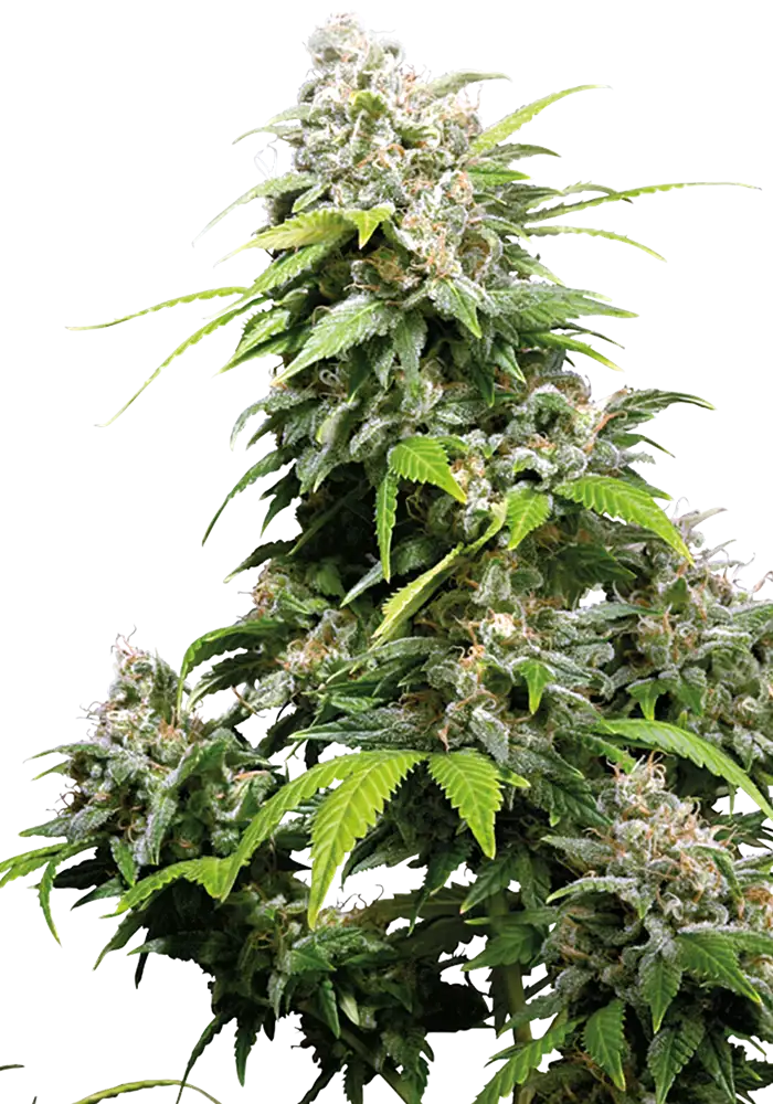 California Indica Fem