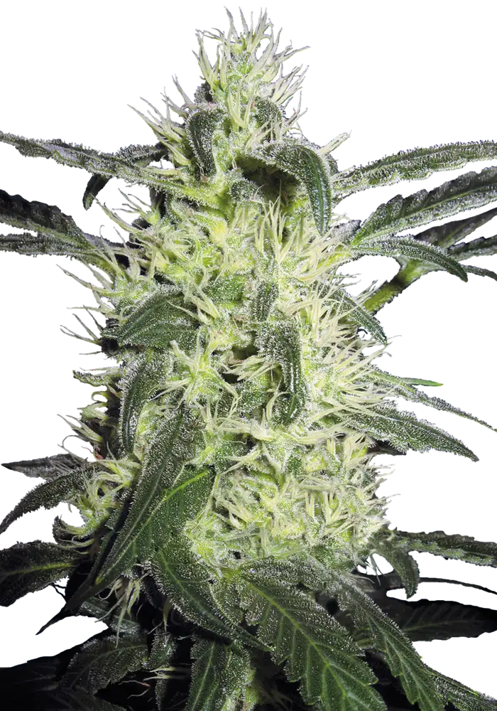 Silver Haze Fem