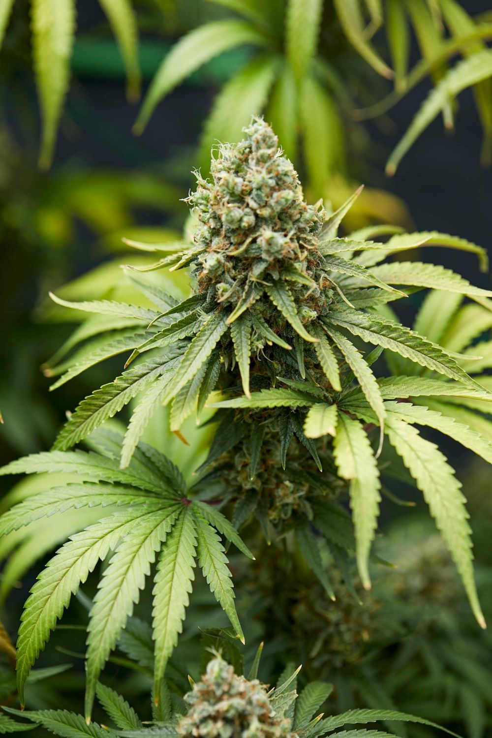 Bruce Banner 3 Strain Info / Bruce Banner 3 Weed By Blimburn Seeds