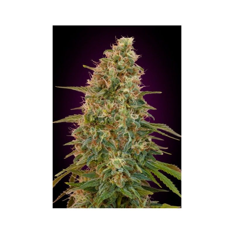 Zkittlez Strain Info / Zkittlez Weed By Advanced Seeds GrowDiaries