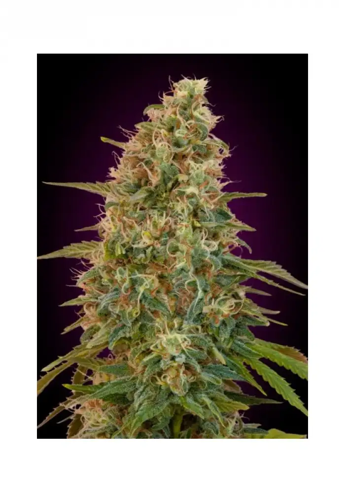 Zkittlez