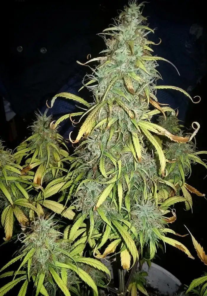 Sour Diesel Auto