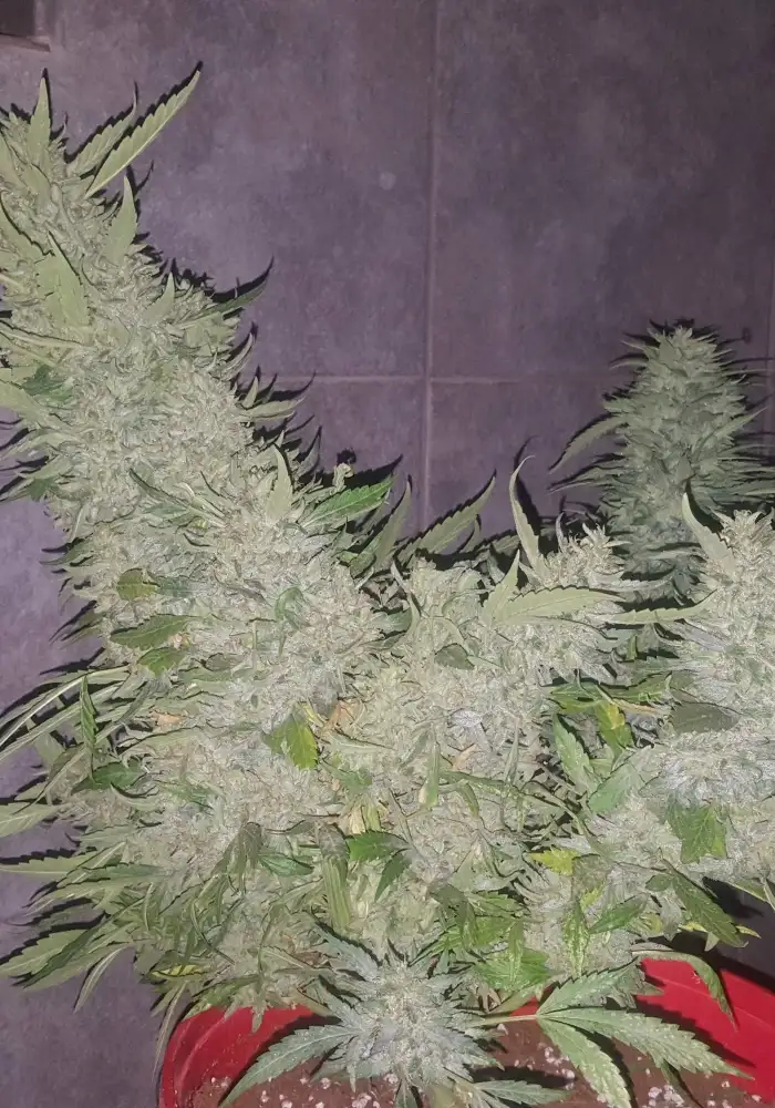 Og Kush