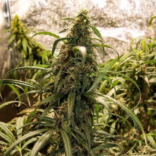 Cloud Walker Strain Info / Cloud Walker Weed By Green House Seed Co