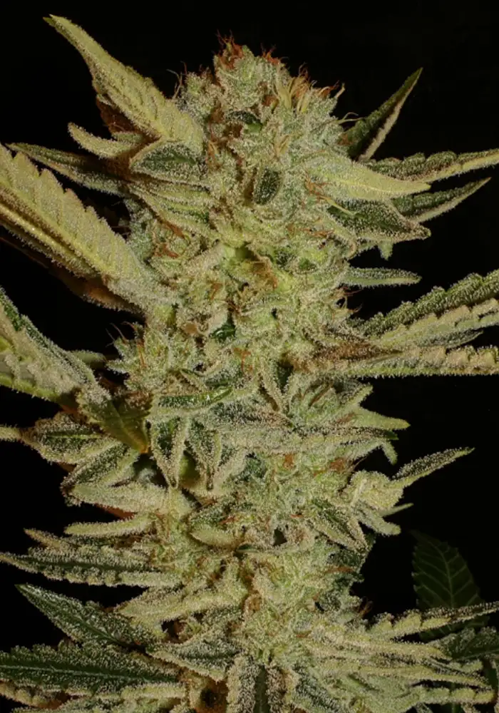 Bubble Gum