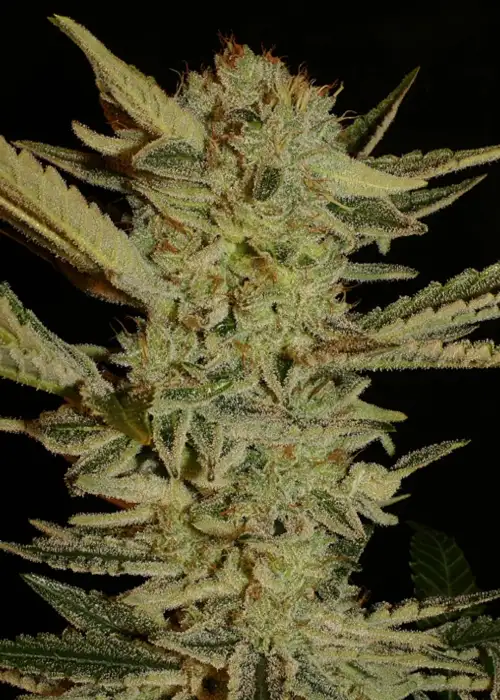 Bubble Gum