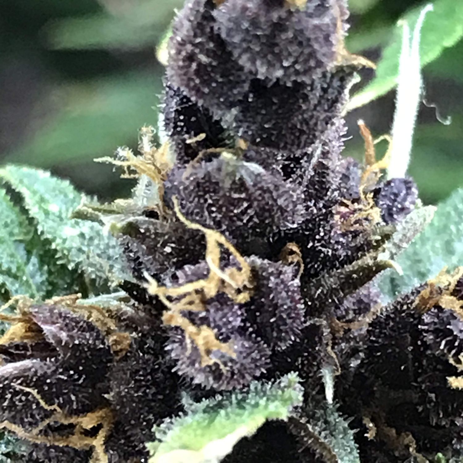 Cement Shoes Strain Info / Cement Shoes Weed By Canuk Seeds GrowDiaries