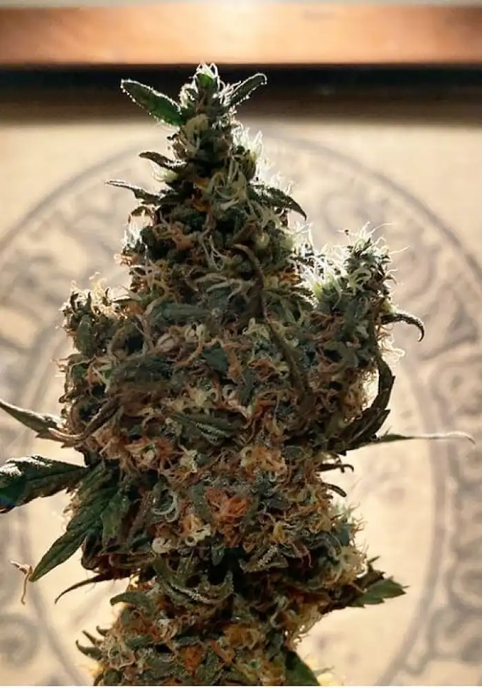 Blue Dream Feminized