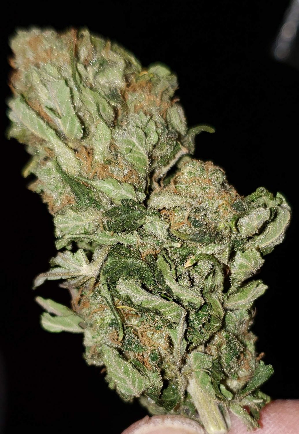 Strawberry Kush Strain Info / Strawberry Kush Weed By ILGM GrowDiaries