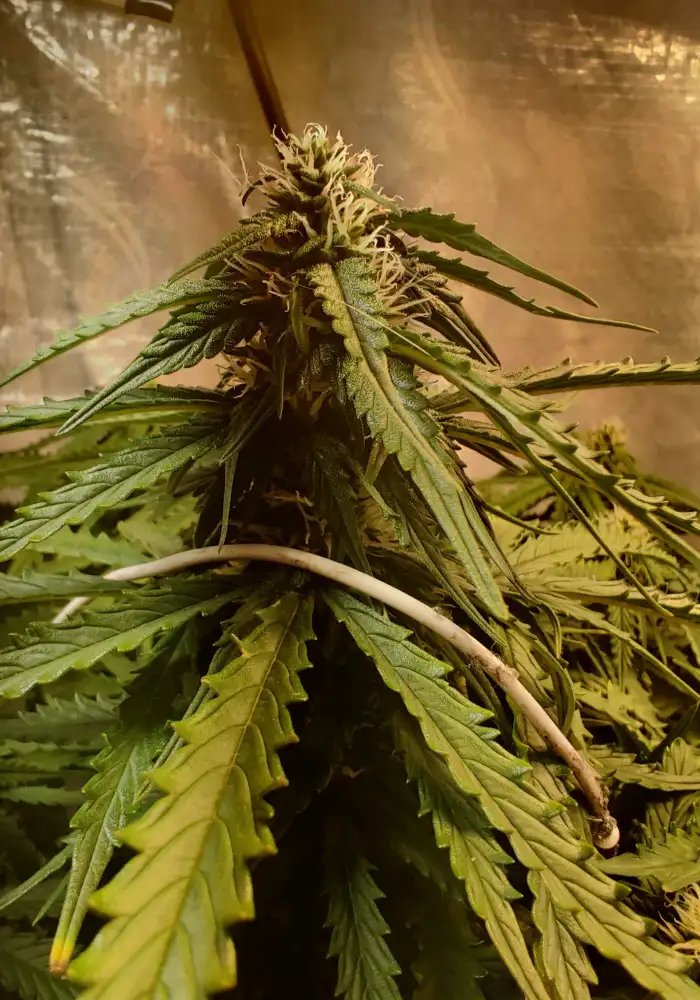 NL x Big Bud auto