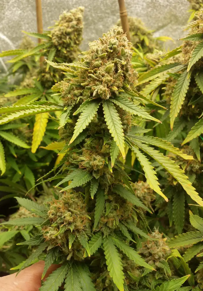 LSD Feminized