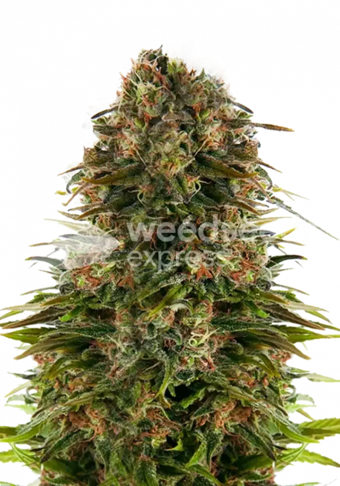 Strawberry CBD feminized seeds