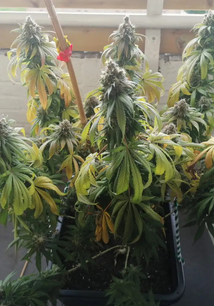 Amnesia Mac Ganja ‘AMG Haze’