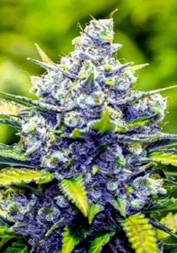 Blue Cheese 