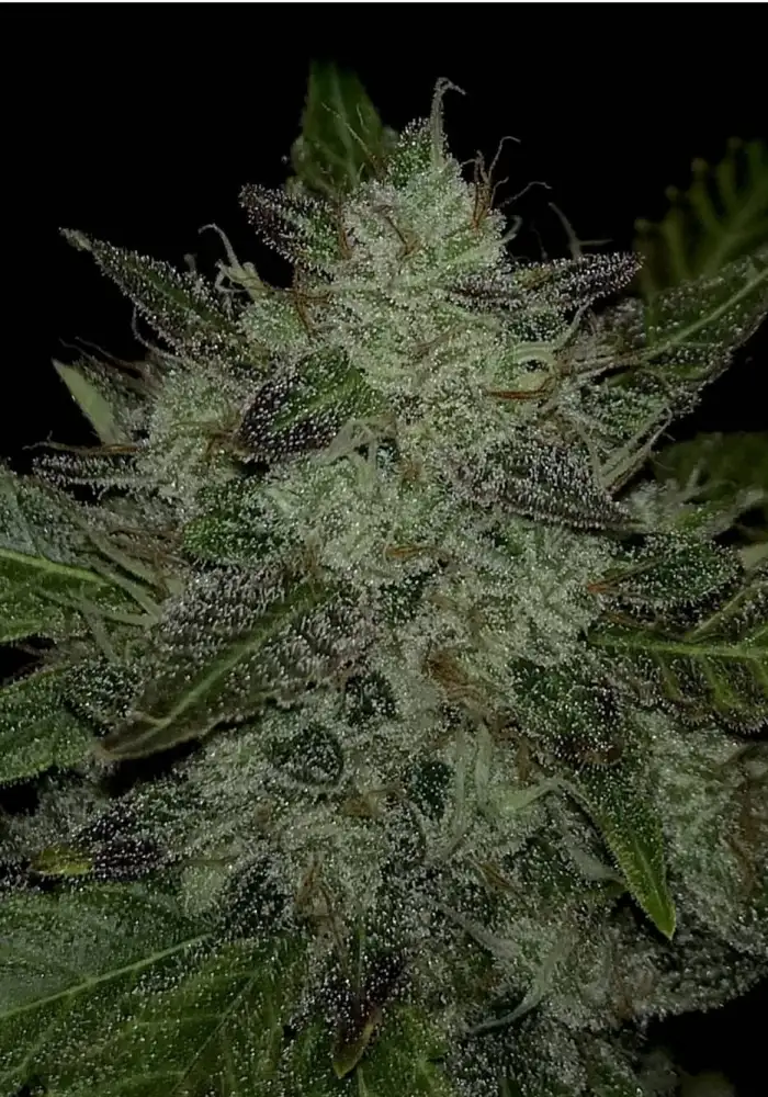 Iced Gushers Auto