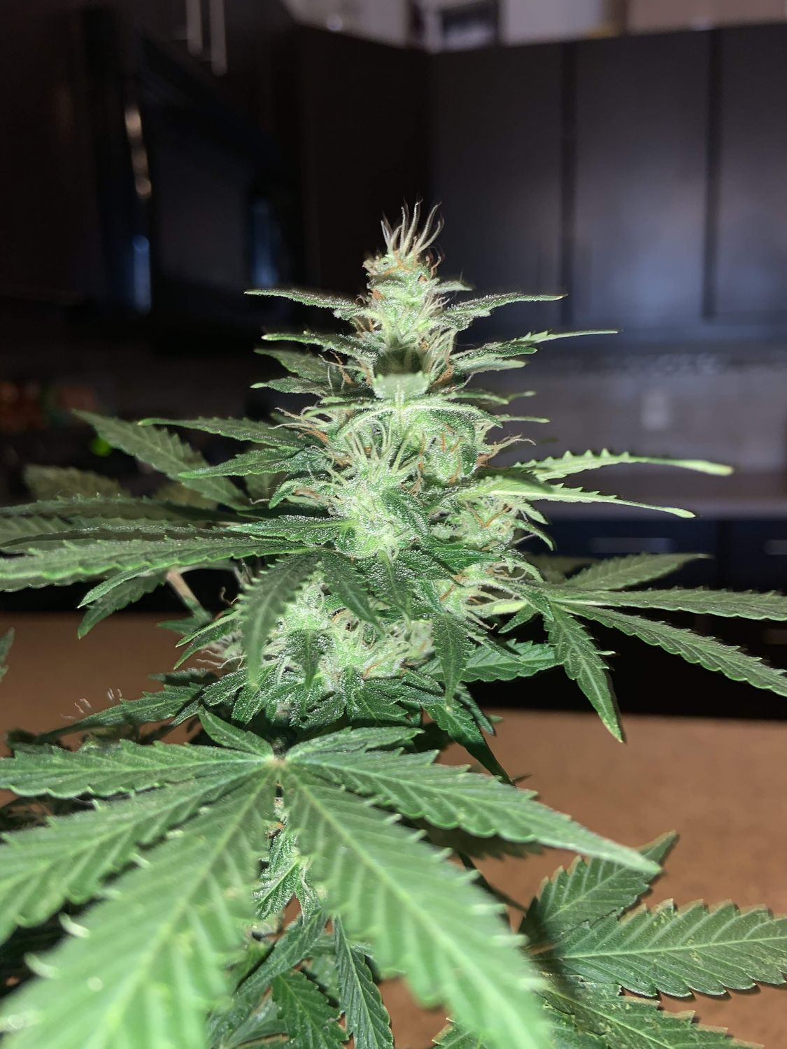 Blue Cheese Autoflower Strain Info / Blue Cheese Autoflower Weed By Crop King Seeds GrowDiaries