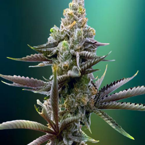 Gorilla Glue 4 Autoflower Strain Info / Gorilla Glue 4 Autoflower