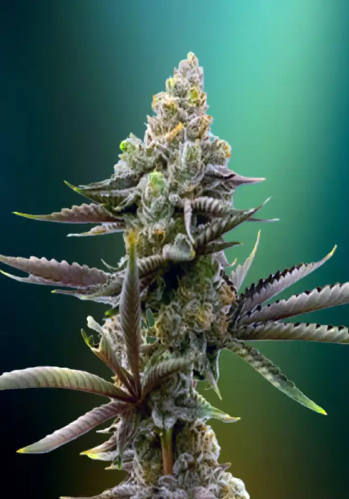 Gorilla Glue #4 Autoflower