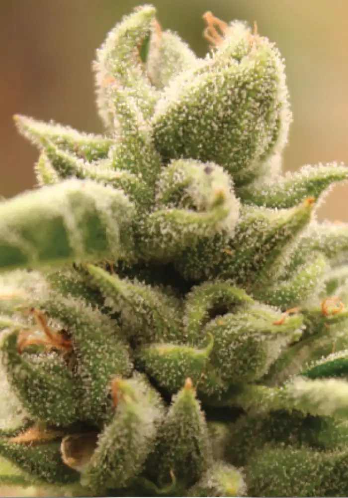Mango Sherbert