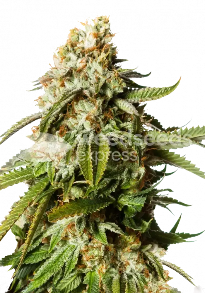 Gorilla Glue feminized seeds