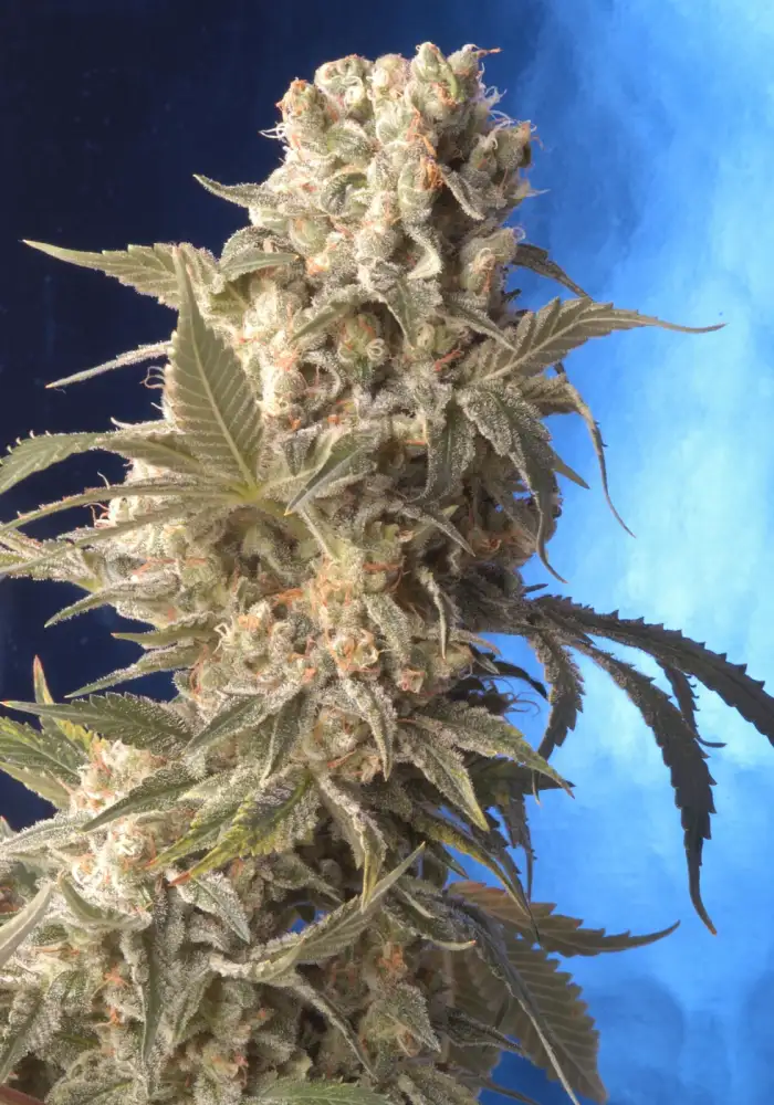 AK 47