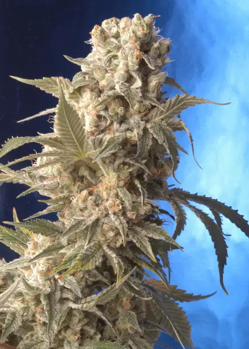 AK 47