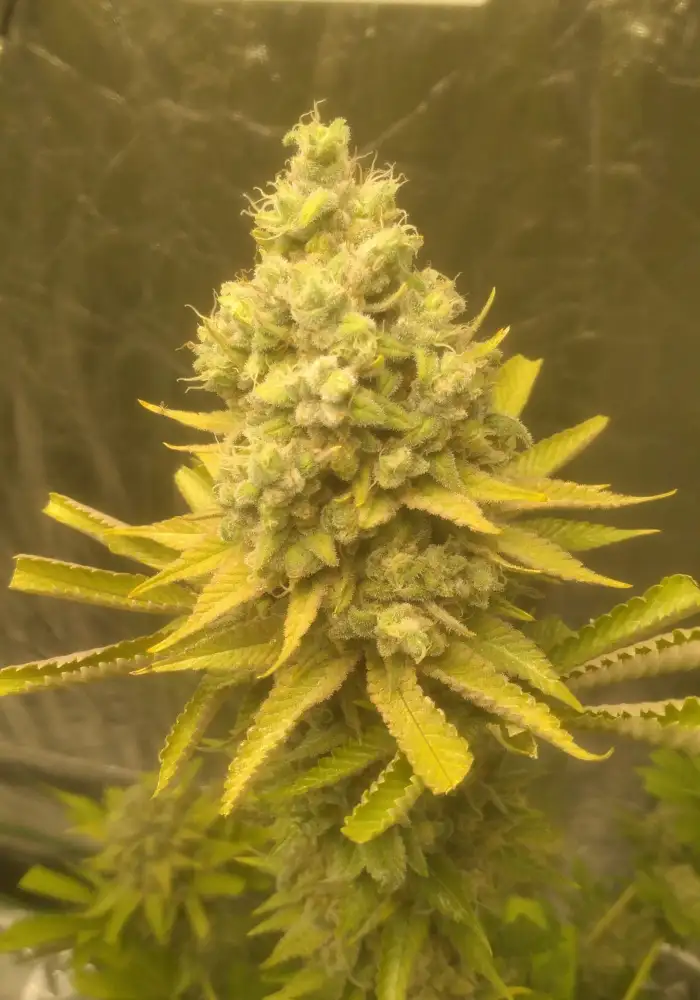 Kosher Tangie
