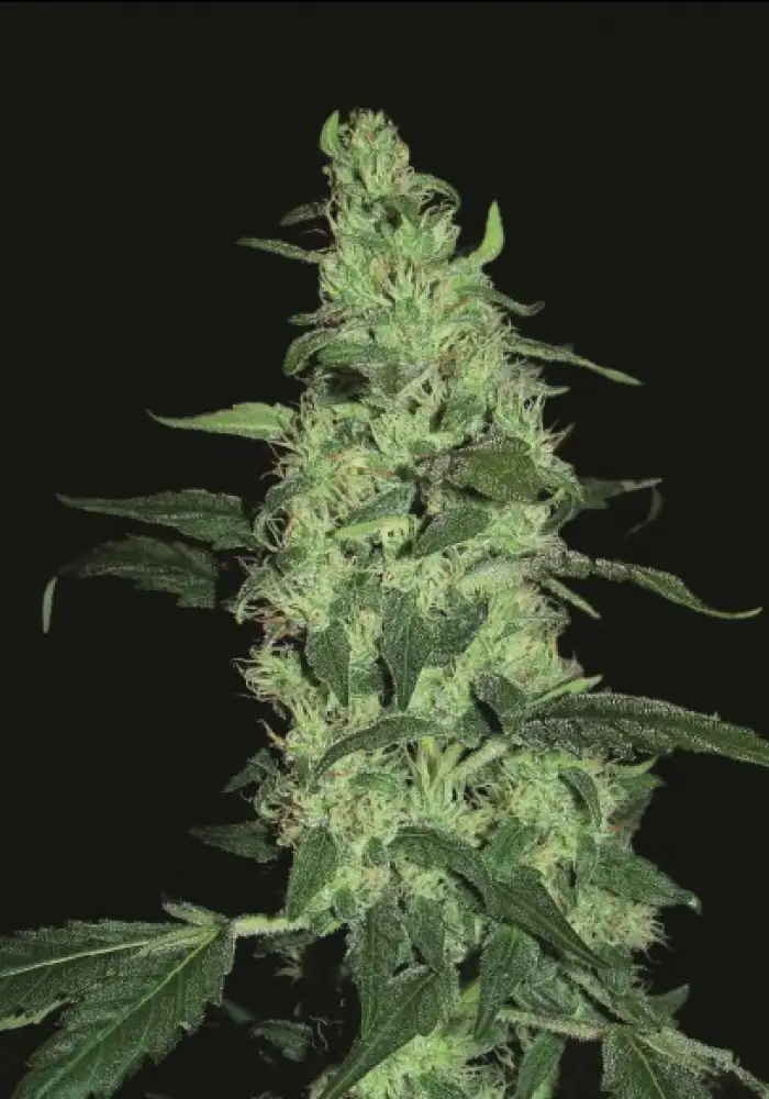 Skywalker