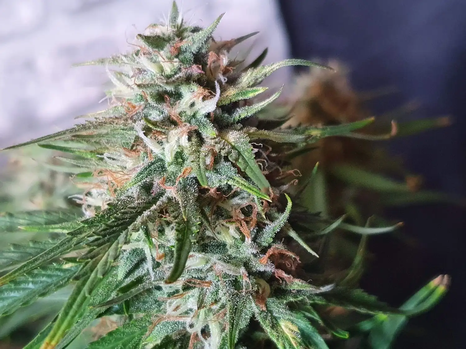 8825-illuminauto-42-grizzly-