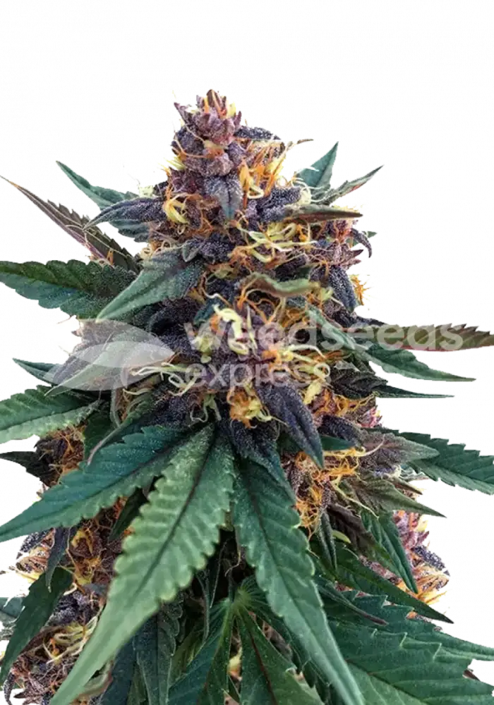 Purple Kush feminized seeds