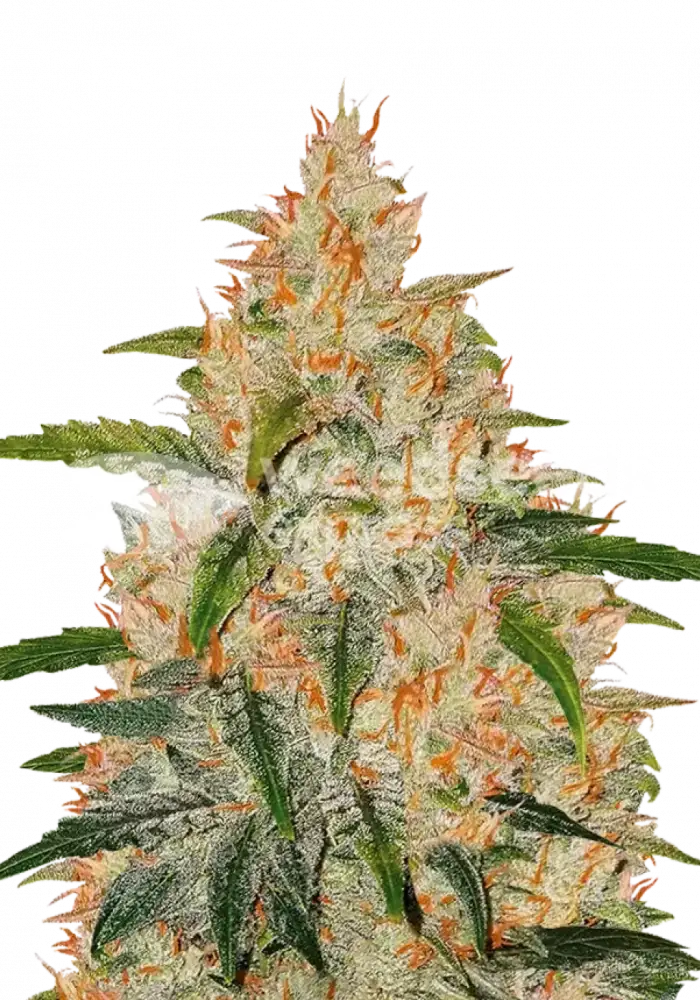 Zkittlez autoflower seeds