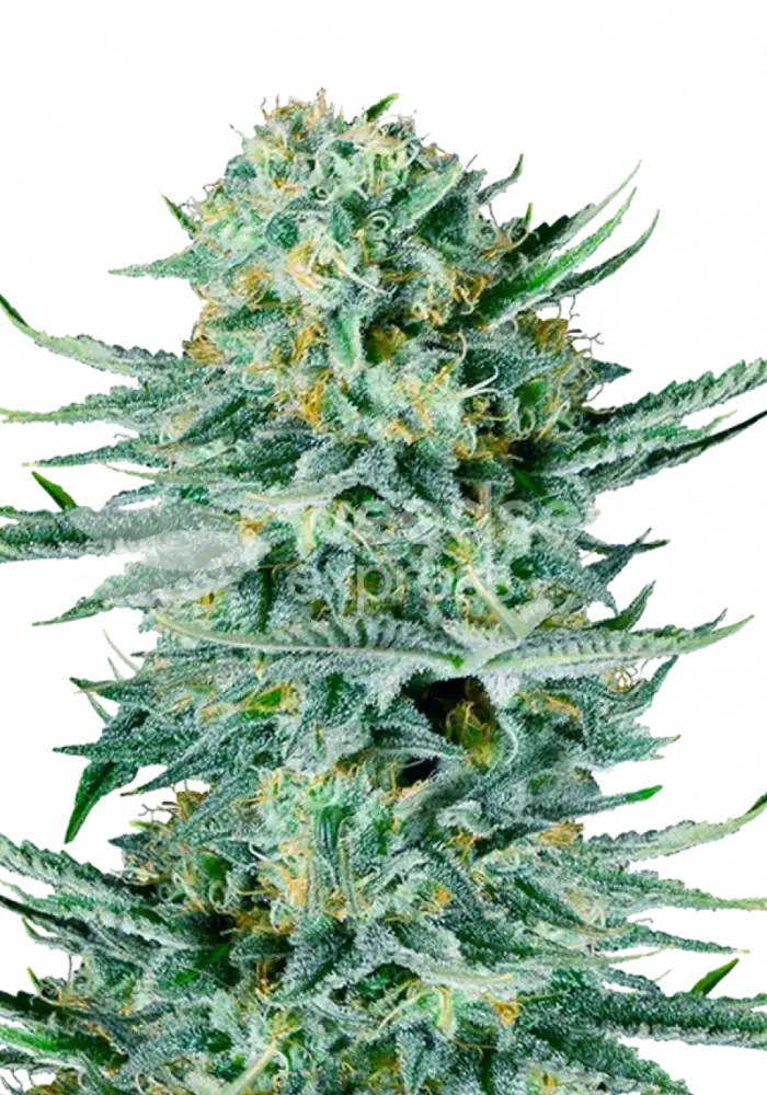 Blue Dream autoflower seeds