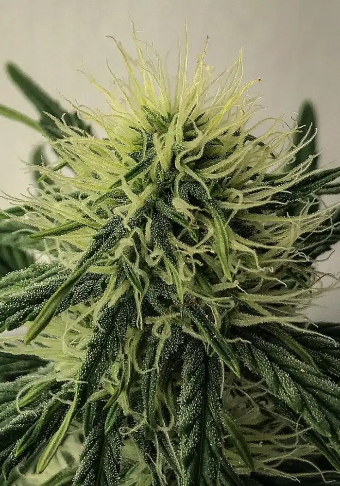 Illuminauto #46 - 50 Shades of Grape