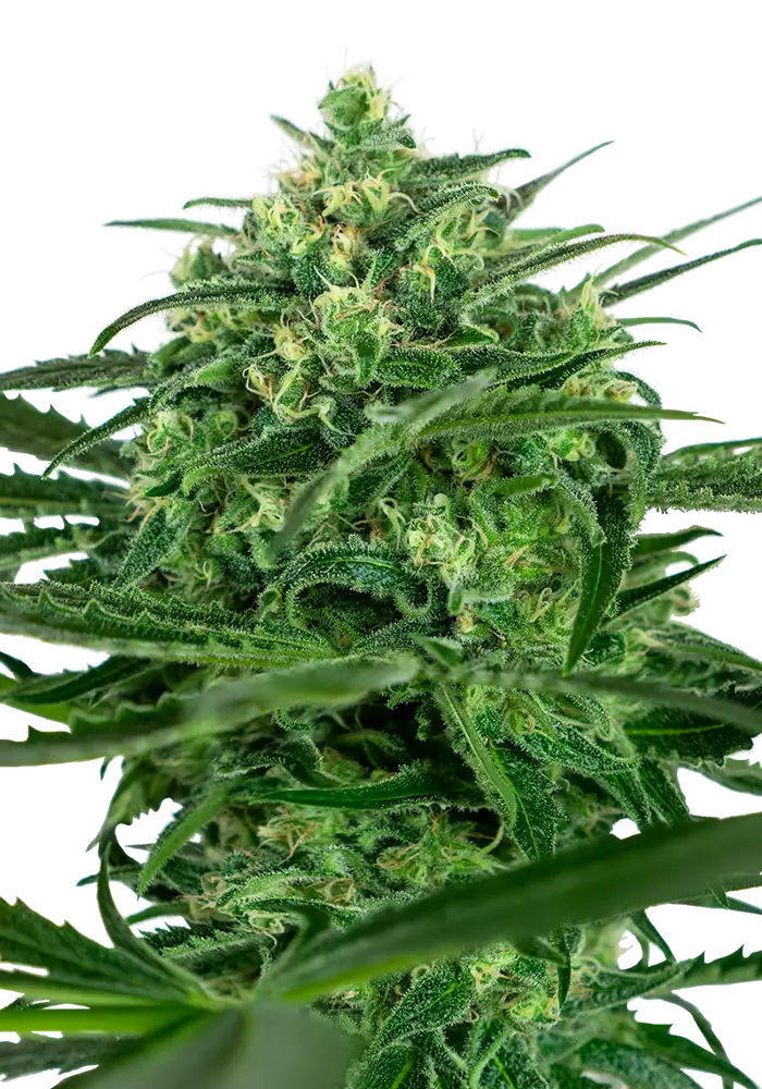 Sensi Amnesia Feminized