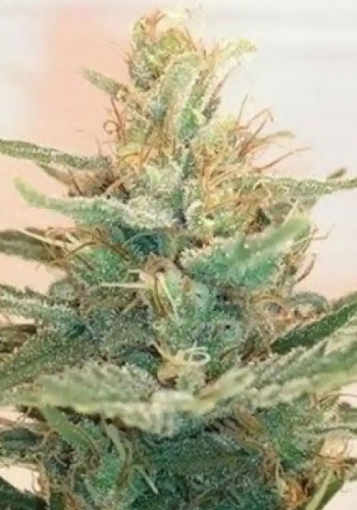 Lemonade OG
