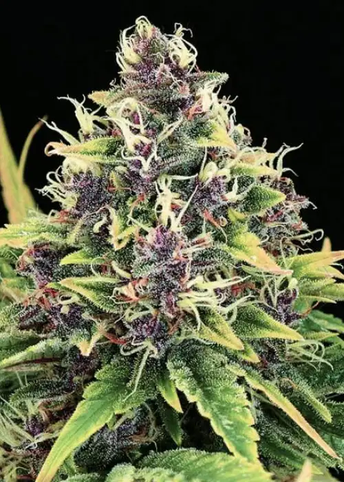 Hindu Kush Cannabis Strain Information GrowDiaries