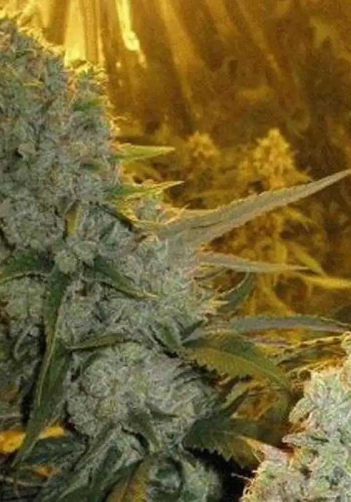 Super Silver Haze