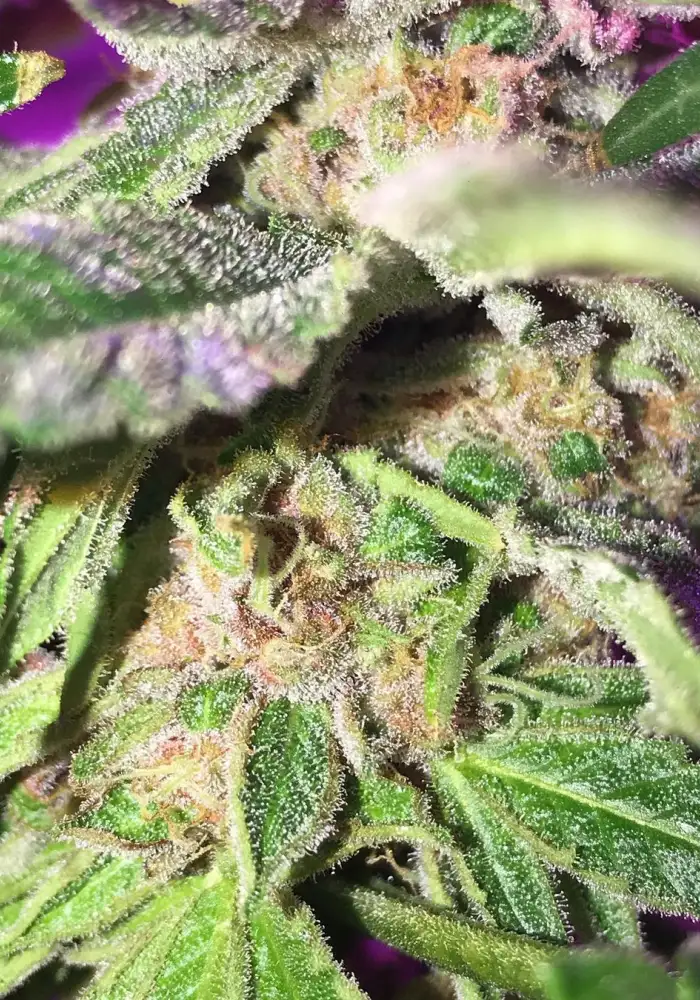 Kosher Cookies