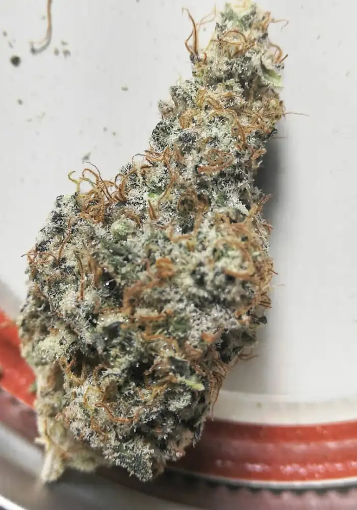 Orange Velvet Underground RBx